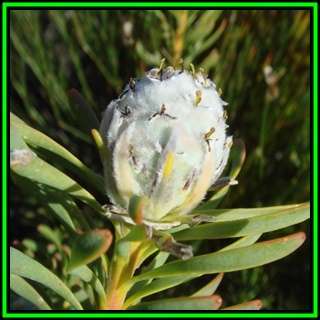 Leucadendron linifolium - 5 Seed Pack - Endemic Shrub Protea Evergreen Cut Flower Fynbos - New