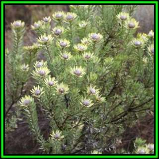 Leucadendron loranthifolium - 5 Seed Pack - Endemic Shrub Protea Evergreen Cut Flower Fynbos - New