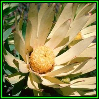 Leucadendron orientale Seeds - Endemic Shrub Protea Evergreen Cut Flower Fynbos - New