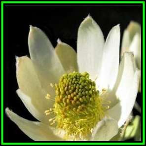 Leucadendron procerum Seeds - Endemic Shrub Protea Evergreen Cut Flower Fynbos - New