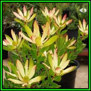 Leucadendron sessile - 10 Seed Pack - Endemic Shrub Protea Cut Flower Evergreen Fynbos - New