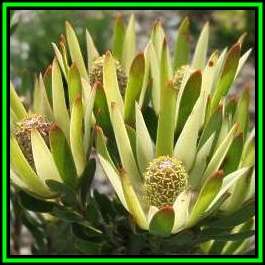 Leucadendron uliginosum ssp uliginosum 10 Seed Pack Endemic Shrub Protea Evergreen Cut Flower New
