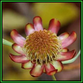 Protea acuminata - 10 Seed Pack -Blackrim Sugarbush, Indigenous Endemic Cut Flower Fynbos Shrub, New