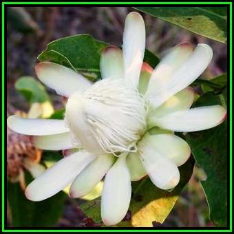 Protea angolensis - 10 Seed Pack - Angolan Protea, Beautiful Cut Flower Exotic Shrub, New