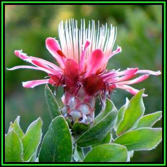 Protea aurea Seeds - Shuttlecock Sugarbush - Indigenous Endemic Cut Flower Fynbos Shrub, New