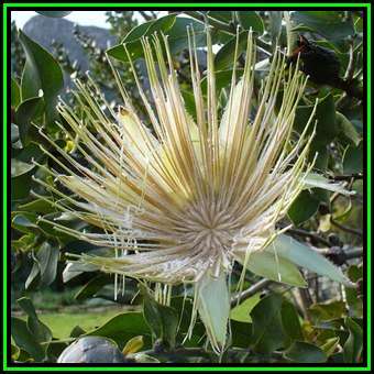 Protea aurea - 10 Seed Pack - Shuttlecock Sugarbush - Indigenous Endemic Cut Flower Fynbos Shrub New