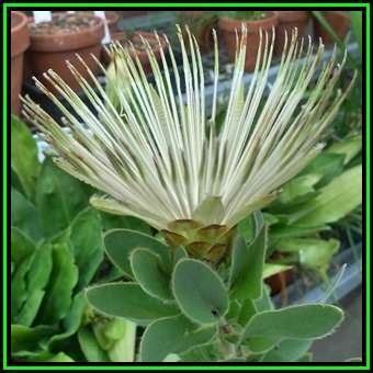 Protea aurea - 5 Seed Pack - Shuttlecock Sugarbush - Indigenous Endemic Cut Flower Fynbos Shrub, New