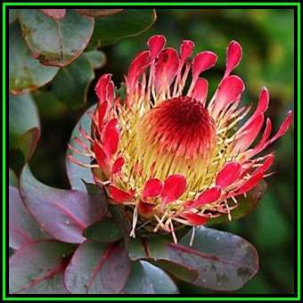 Protea burchellii Seeds - Indigenous Endemic Cut Flower Fynbos Shrub, New