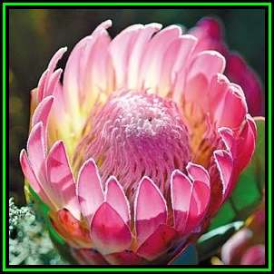 Protea compacta Seeds - Bot River Sugarbush - Indigenous Endemic Cut Flower Fynbos Shrub, New