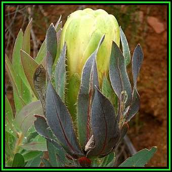 Protea coronata Seeds - Green Sugarbush - Indigenous Endemic Cut Flower Shrub Tree, New