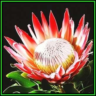 Protea cynaroides - Autumn Flowering - 10 Seed Pack - King Protea - Indigenous Cut Flower Shrub, New