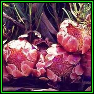 Protea decurrens - 10 Seed Pack - Indigenous Endemic Cut Flower Shrub Tree, New