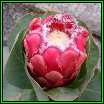 Protea grandiceps Seeds - Indigenous Endemic Cut Flower Fynbos Shrub, New