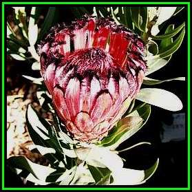 Protea laurifolia - 5 Seed Pack - Indigenous Endemic Cut Flower Fynbos Shrub, New