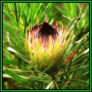 Protea longifolia - 10 Seed Pack - Indigenous Endemic Cut Flower Fynbos Shrub, New
