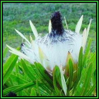 Protea longifolia Seeds - Indigenous Endemic Cut Flower Fynbos Shrub, New