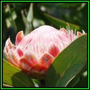 Protea magnifica Seeds - Indigenous Endemic Cut Flower Fynbos Shrub, New