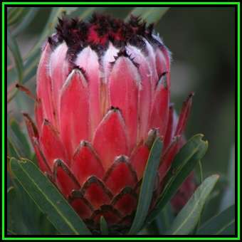 Protea neriifolia Seeds - Indigenous Endemic Cut Flower Fynbos Shrub, New