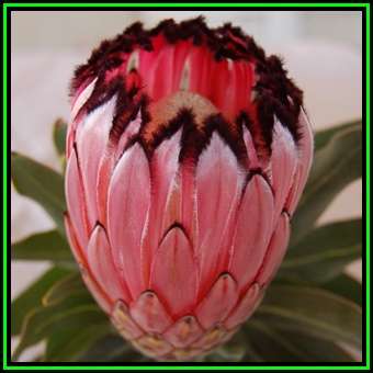 Protea neriifolia - 5 Seed Pack - Indigenous Endemic Cut Flower Fynbos Shrub, New