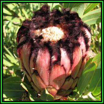 Protea neriifolia - 10 Seed Pack - Indigenous Endemic Cut Flower Fynbos Shrub, New