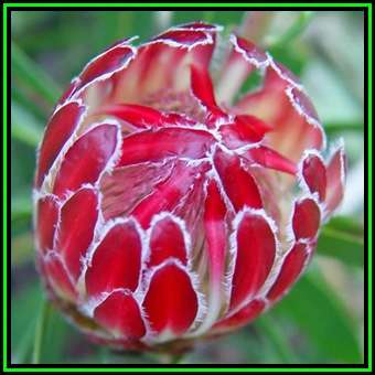 Protea obtusifolia Seeds - Indigenous Endemic Perennnial Cut Flower Fynbos Shrub, New