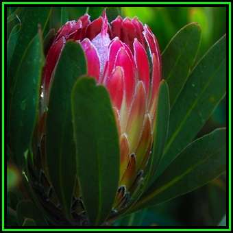 Protea obtusifolia - 5 Seed Pack - Indigenous Endemic Perennnial Cut Flower Fynbos Shrub, New
