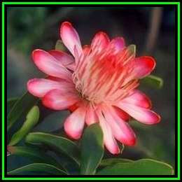 Protea punctata Seeds - Indigenous Endemic Perennial Cut Flower Fynbos Shrub, New