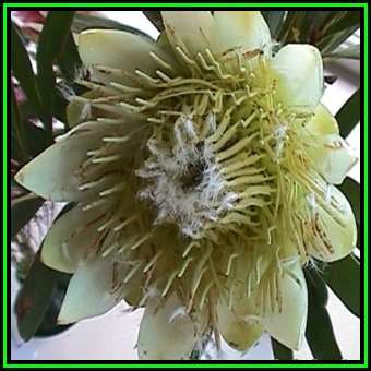 Protea repens White - 10 Seed Pack - Indigenous Endemic Cut Flower Fynbos Shrub, New