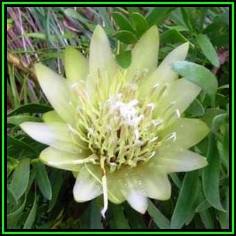 Protea repens White Seeds - Indigenous Endemic Cut Flower Fynbos Shrub, New
