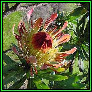Protea roupelliae Seeds - Indigenous Endemic Perennial Cut Flower Fynbos Shrub Tree, New