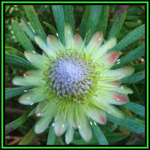 Protea scolymocephala Seeds - Indigenous Endemic Cut Flower Fynbos Shrub, New