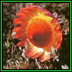 Protea sulphurea - 10 Seed Pack - Indigenous Endemic Cut Flower Fynbos Shrub, New