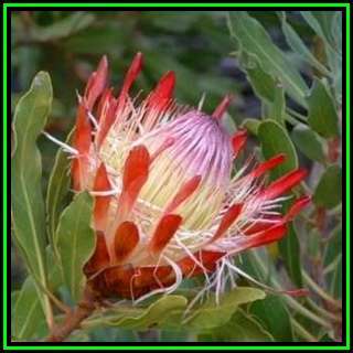 Protea susannae - 10 Seed Pack - Indigenous Endemic Cut Flower Fynbos Shrub, New