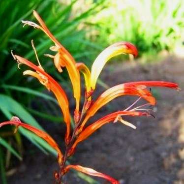 5 Chasmanthe aethiopica Seeds - Cobra Lily - Sow Autumn - Indigenous South African Perennial Bulb