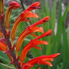 10 Chasmanthe aethiopica Seeds - Cobra Lily - Sow Autumn - Indigenous South African Perennial Bulb
