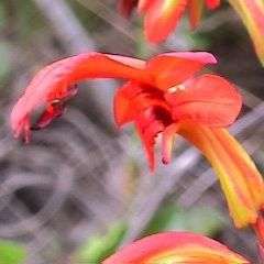 5 Chasmanthe aethiopica Seeds - Cobra Lily - Sow Autumn - Indigenous South African Perennial Bulb