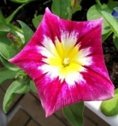 Morning Glory 'Red Ensign' Convolvulus tricolor Seeds - Flat Ship Rate - Massive Range + Free Seeds