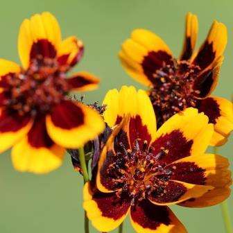 Cosmidium burridgeanum Seeds - Cosmidium 'Brunette' - Sow Spring - Annual Seeds