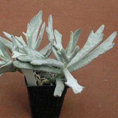 50 Cotyledon orbiculata Elkhorn Seeds - Indigenous South African Succulent - Global Shipping