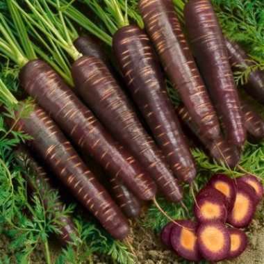 Carrot Purple Haze - Hybrid Seeds - Daucus carota subsp. sativus - Vegetable Seeds