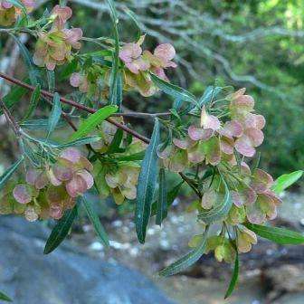 20 Dodonaea angustifolia Tree Seeds - Giant bush hop, Sand olive - Indigenous Shrub
