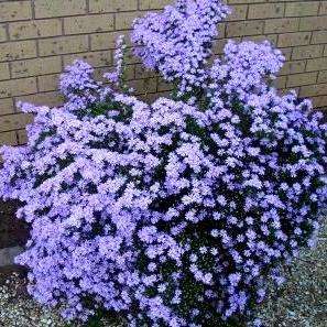 Felicia filifolia Seeds ~ Fine-leaved Felicia, Wild Aster - Indigenous Perennial Shrub