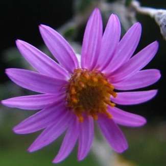 Felicia filifolia Seeds ~ Fine-leaved Felicia, Wild Aster - Indigenous Perennial Shrub