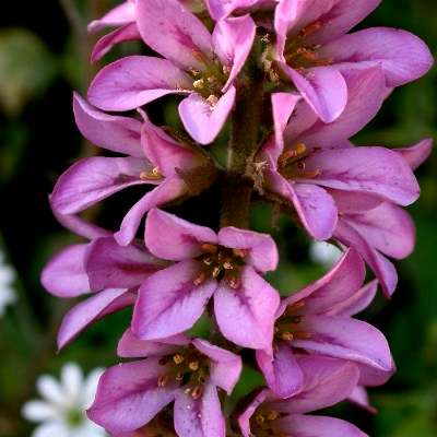 Francoa appendiculata Seeds - Bridal Wreath - Exotic Perennial Hardy Evergreen