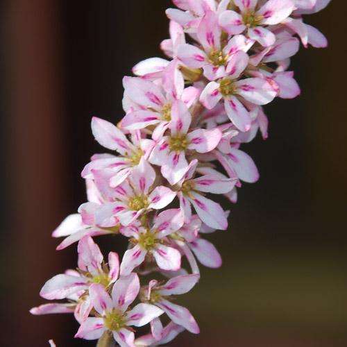 20 Francoa appendiculata Seeds - Bridal Wreath - Exotic Perennial Hardy Evergreen