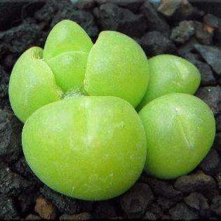 Gibbaeum cryptopodium Seeds - Indigenous South African Mesemb Succulent - sementes semillas grains