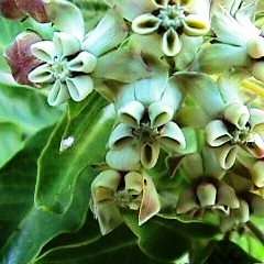 5 Gomphocarpus cancellatus Seeds - Indigenous South African Native Perennial Shrub - Flat Ship Rate