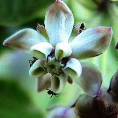 5 Gomphocarpus cancellatus Seeds - Indigenous South African Native Perennial Shrub - Flat Ship Rate