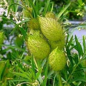 10 Gomphocarpus fruticosus Seeds - Milkweed, Wild Cotton - Indigenous South African Shrub Seeds