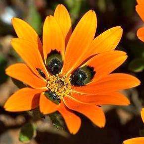 Gorteria diffusa Seeds - Indigenous South African Native Annual - sementes semillas grains zaden